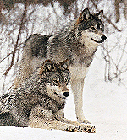 wolf_45_Cropped_127x14003